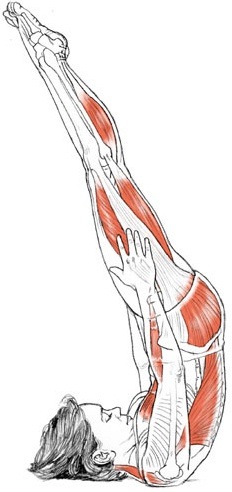,Yoga,یوگا,یوگاکرج,کلاس یوگا,آموزش یوگا,ساروانگاسانا,ایستادن روی شانه, نیرالامبا ساروانگاسانا,یوگا کرج,آرامش مغز,کاهش استرس,کاهش افسردگی,درمان یبوست,زیبایی,شادابی,سلامتی,باشگاه یوگا پرنده آزاد,وضعیتهای معکوس یوگا,